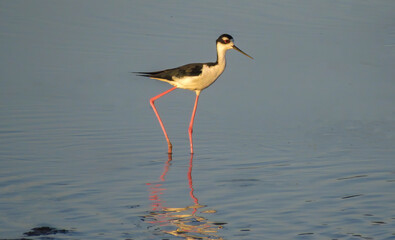 Himantopus mexicanus