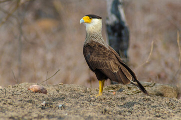 carcará Caracara plancus
Crested Caracara