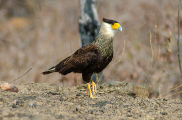 carcará Caracara plancus
Crested Caracara