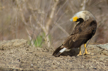 carcará Caracara plancus
Crested Caracara