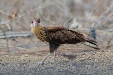 carcará Caracara plancus
Crested Caracara