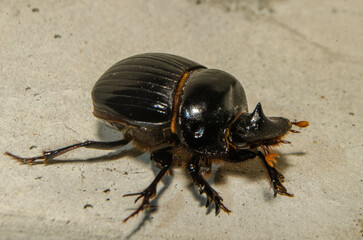 black beatle
