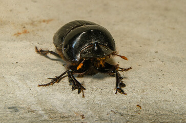 black beatle