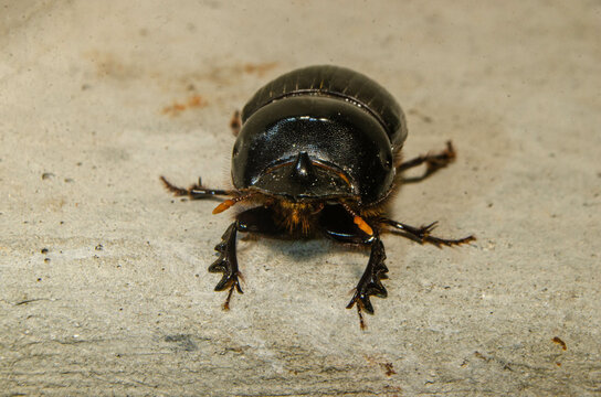 black beatle
