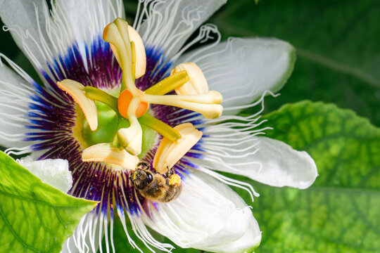 A bee pollinates a passion fruit flower. Imagine a close-up.