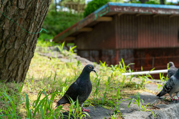 土浦城　鳩
