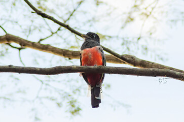 SURUCUÁ TROGON CURUCUI