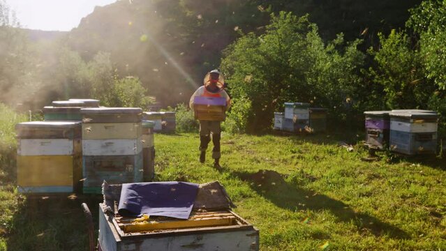 The beekeeper in the apiary works with bees and beehives in the mountains