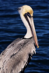Brown Pelican, Florida