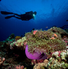 scuba diver and coral reef