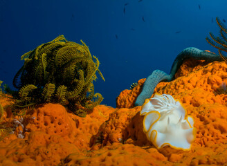 Coral and Nuni branch