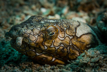 snake eel