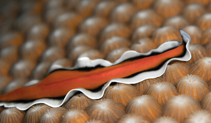 Flat worm underwater