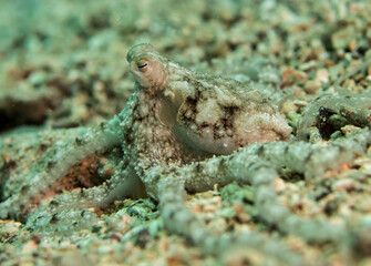 Octopus juvenile