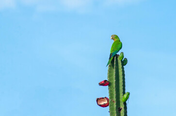PERIQUITO DA CAATINGA (EUPSSITULLA CACTORUM) CACTUS PARAKEET