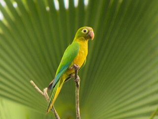 PERIQUITO DA CAATINGA (EUPSSITULLA CACTORUM) CACTUS PARAKEET