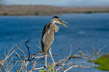 GARÇA MOURA ARDEA COCOI HERON COCOI