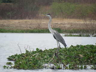 GARÇA MOURA ARDEA COCOI HERON COCOI