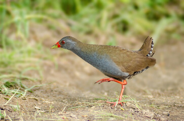 Neocrex erythrops