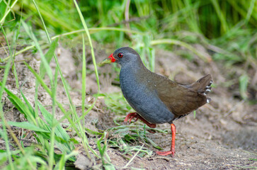 Neocrex erythrops