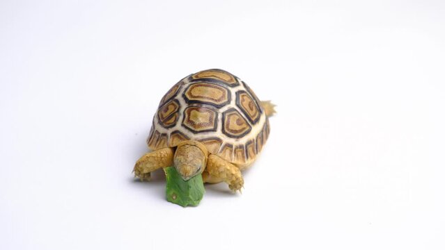 stigmochelys pardalis eats isolated on a white background
