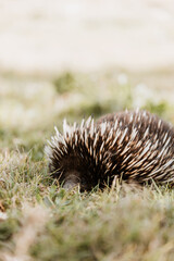 The short-beaked echidna (Tachyglossus aculeatus) on grass