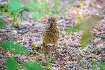 The common redstart, Phoenicurus phoenicurus, young bird, is sitting on a ground against a blurred background.