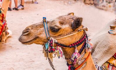 Camel Decorations Treasury Petra Jordan