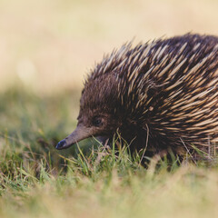 The short-beaked echidna (Tachyglossus aculeatus) on grass