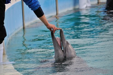 イルカショー