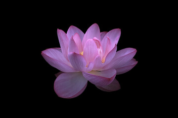 Close up of pink lotus flower isolated on black background