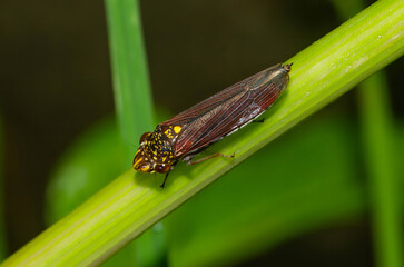 INSECT MACRO