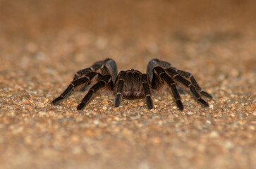 ARANHA CARANGUEJEIRA 