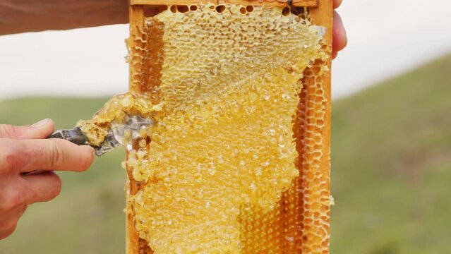 Beekeeper hand with knife opens honeycomb with honey on frame from beehive. Cutting caps from honeycomb and preparing frame for pumping honey. Honey production technology