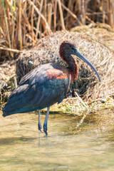 The glossy ibis, latin name Plegadis falcinellus, searching for food in the shallow lagoon.