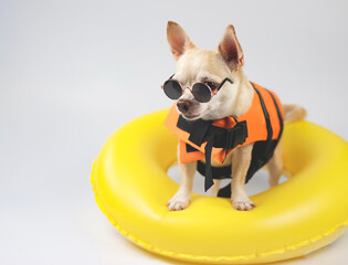 cute brown short hair chihuahua dog wearing sunglasses and  orange life jacket or life vest standing in yellow  swimming ring, isolated on white background.
