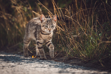 Cute baby wild kitten walking in nature