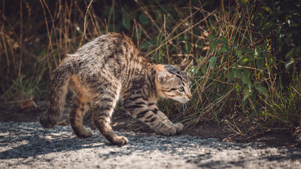 Wild kitten hunting