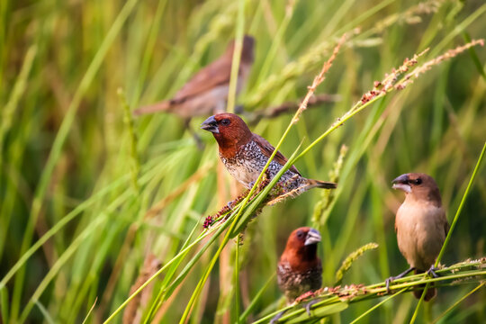 Beautiful Portrait of Scaly-breasted munia or Spotted munia (Lonchura punctulata), the bird is sitting on a branch and eating his food from the grass. Kolkata, West Bengal, India