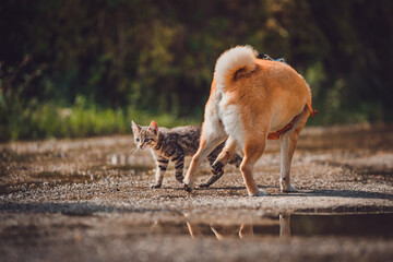 Shiba inu looking at a wild kitten in nature