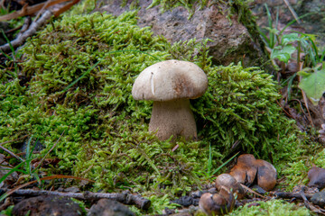 Summer cep mushroom (Boletus reticulatus) growing in the forest. Close up. Selective focus.