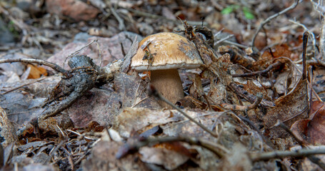 Summer cep mushroom (Boletus reticulatus) growing in the forest. Close up. Selective focus.