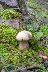 Summer cep mushroom (Boletus reticulatus) growing in the forest. Close up. Selective focus.