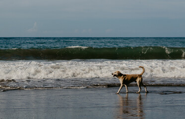 Perro caminando en la costa