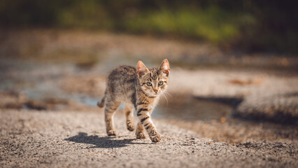 Cute baby wild kitten walking in nature