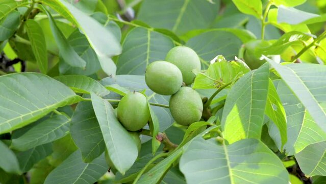 Four green unripe walnuts growing on a walnut tree. close-up of the nuts among the foliage