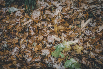 The first snow on blurred fallen leaves in the forest. Snow in October. The onset of winter. Selective focus, abstract background