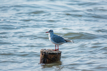One seagull sits on a old sea pier. The European herring gull