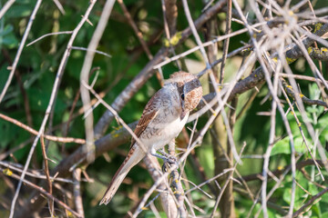 Juvenile Red-backed Shrike sitting on a tree branch.