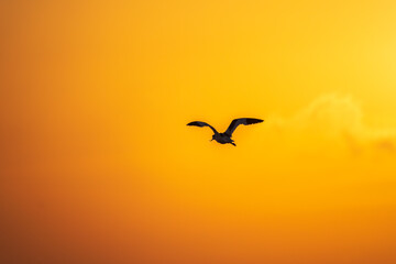 Fototapeta premium Water bird pied avocet, lat. Recurvirostra avosetta, flies over the lake in orange sunset light. The pied avocet is a large black and white wader with long, upturned beak